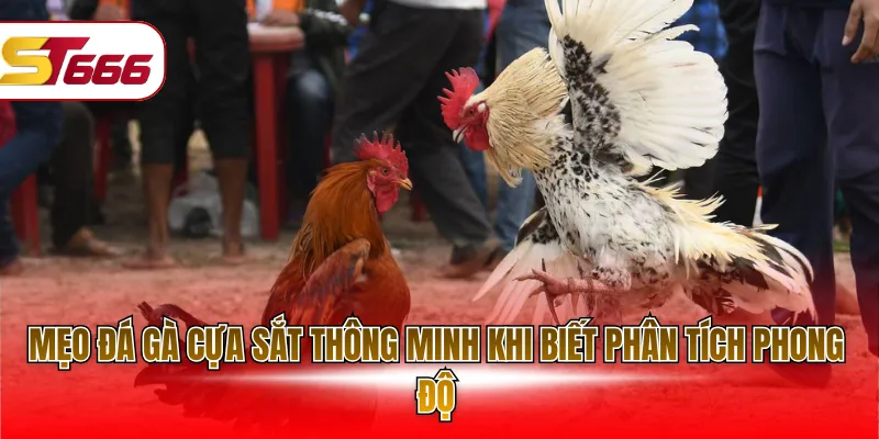 Mẹo đá gà cựa sắt thông minh khi biết phân tích phong độ