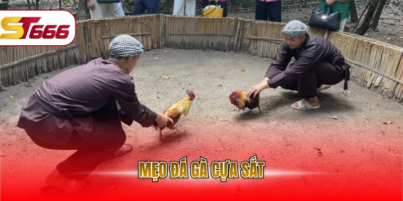 Mẹo đá gà cựa sắt