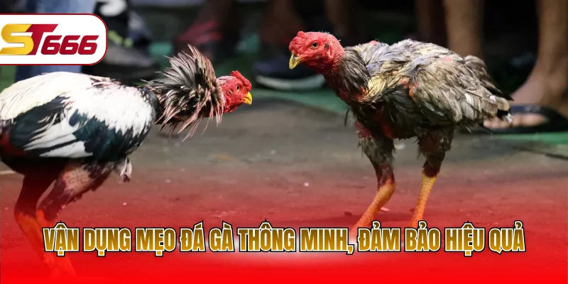 Vận dụng mẹo đá gà thông minh, đảm bảo hiệu quả